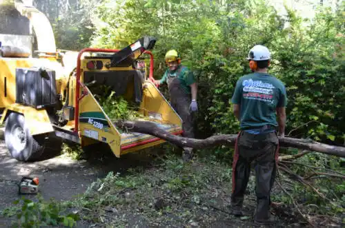 tree services Stonington